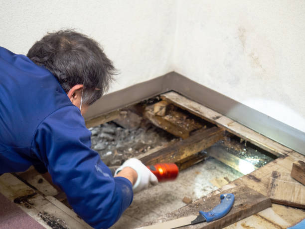 Best Certified Mold Removal  in Vla Park, IL