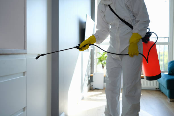 Best Black Mold Removal  in Vla Park, IL