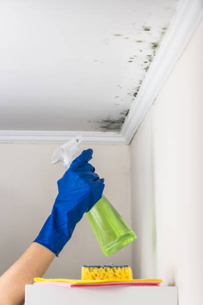 Professional Mold Removal in Villa Park, IL